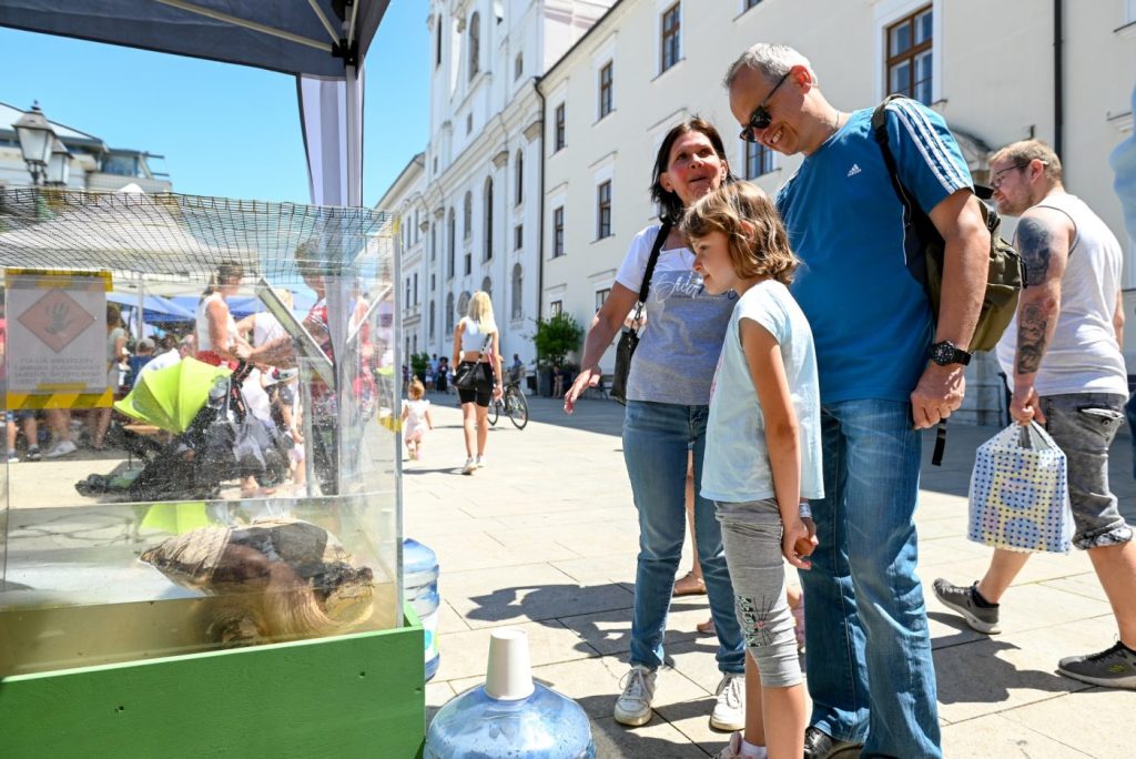 Csövi és a nézelődők